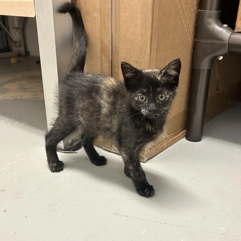 A baby medium-sized female Tortoiseshell Domestic Short Hair cat named Aelin for adoption in Wilmington, OH