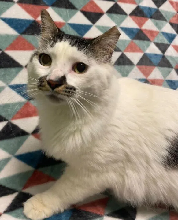 An adult medium-sized male Domestic Long Hair cat named Hank for adoption in Jackson, MI