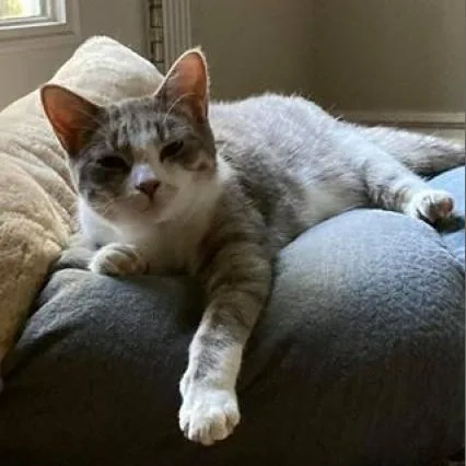 An adult small-sized female Gray / Blue / Silver Domestic Short Hair cat named Avery Ellsworth for adoption in Eagle Mountain, UT