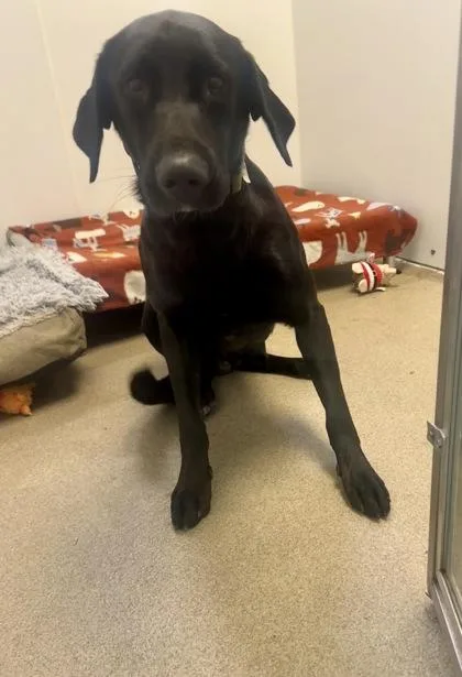 An adult large-sized male Labrador Retriever dog named Sparrow for adoption in Palm Coast, FL