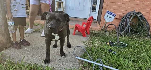An adult large-sized male Pit Bull Terrier dog named Bruce for adoption in Garland, TX