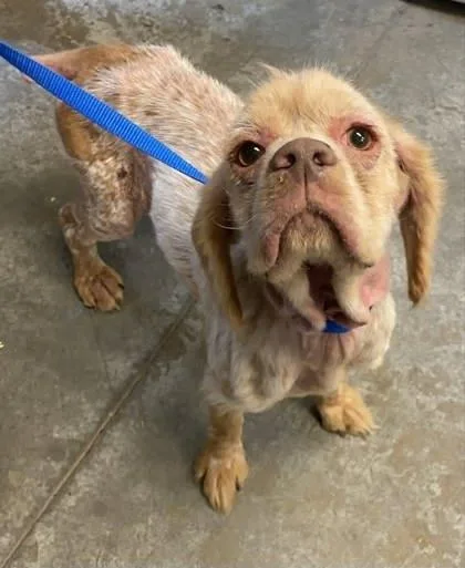 An adult small-sized female English Cocker Spaniel dog named Cricket~ So Sweet! for adoption in Bowling Green, KY