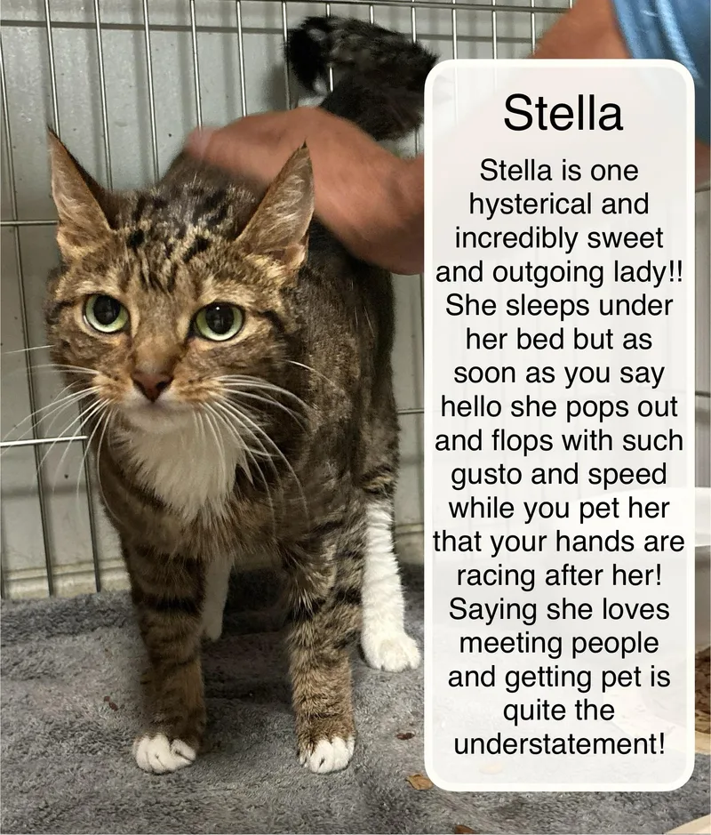 An adult medium-sized female Tabby (Brown / Chocolate) Domestic Short Hair cat named Stella for adoption in Ellicott City, MD