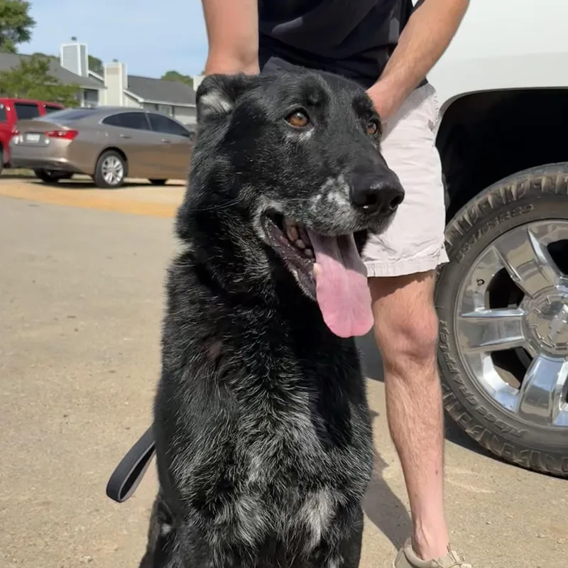 A senior large-sized male Black German Shepherd Dog dog named Ernst for adoption in Columbia, SC