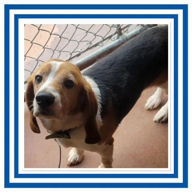 An adult medium-sized male Tricolor (Brown, Black, & White) Beagle dog named Elmer for adoption in Buckhannon, WV
