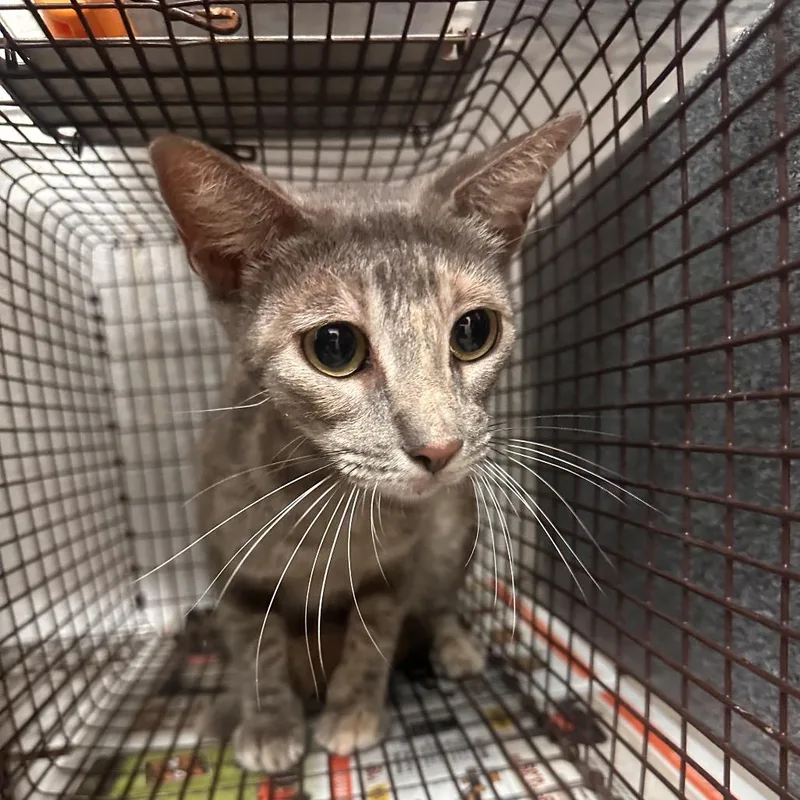 An adult medium-sized female Gray / Blue / Silver Domestic Short Hair cat named Divina for adoption in Edinburg, TX