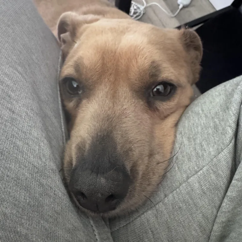 An adult large-sized female American Staffordshire Terrier dog named Sugar for adoption in Troy, MI