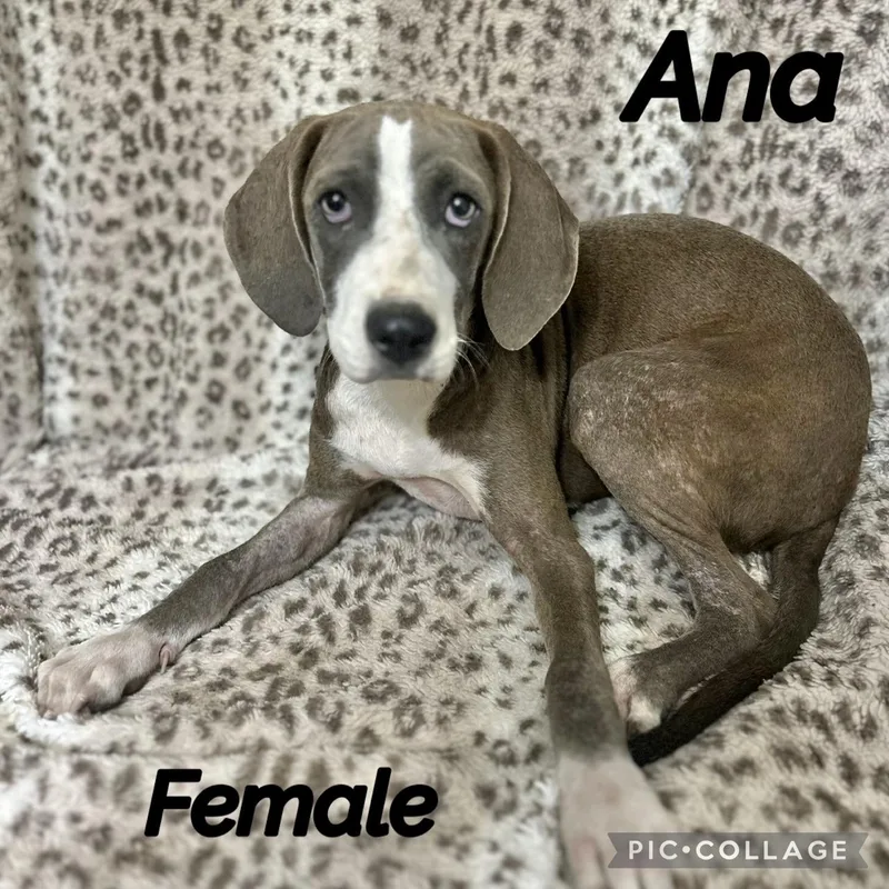 A baby medium-sized female Hound dog named Ana for adoption in Manchester, CT