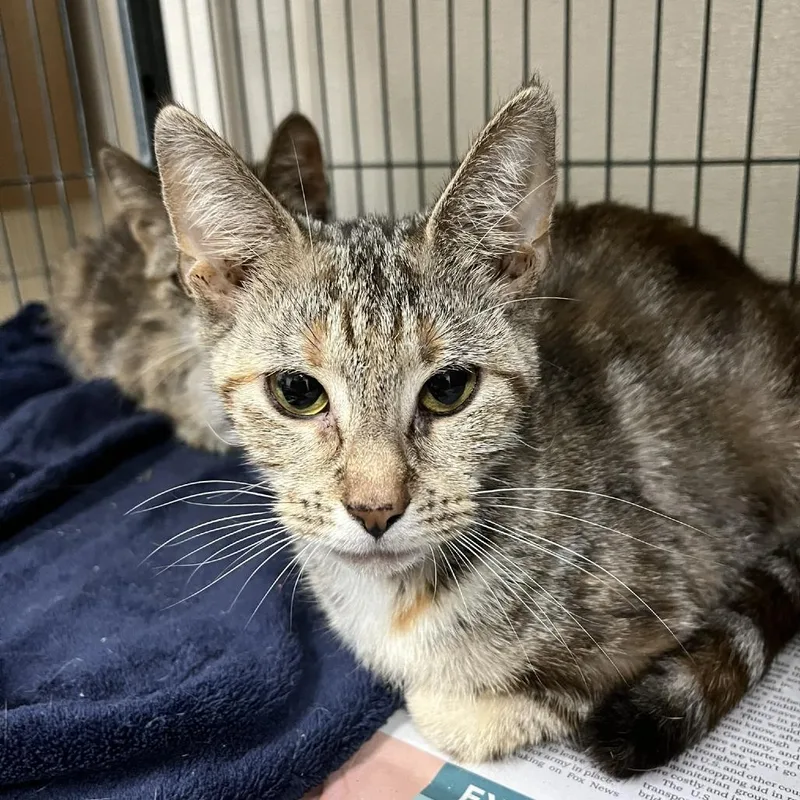 A young medium-sized female Torbie Domestic Short Hair cat named Dwarven Defender for adoption in Fredericksburg, VA