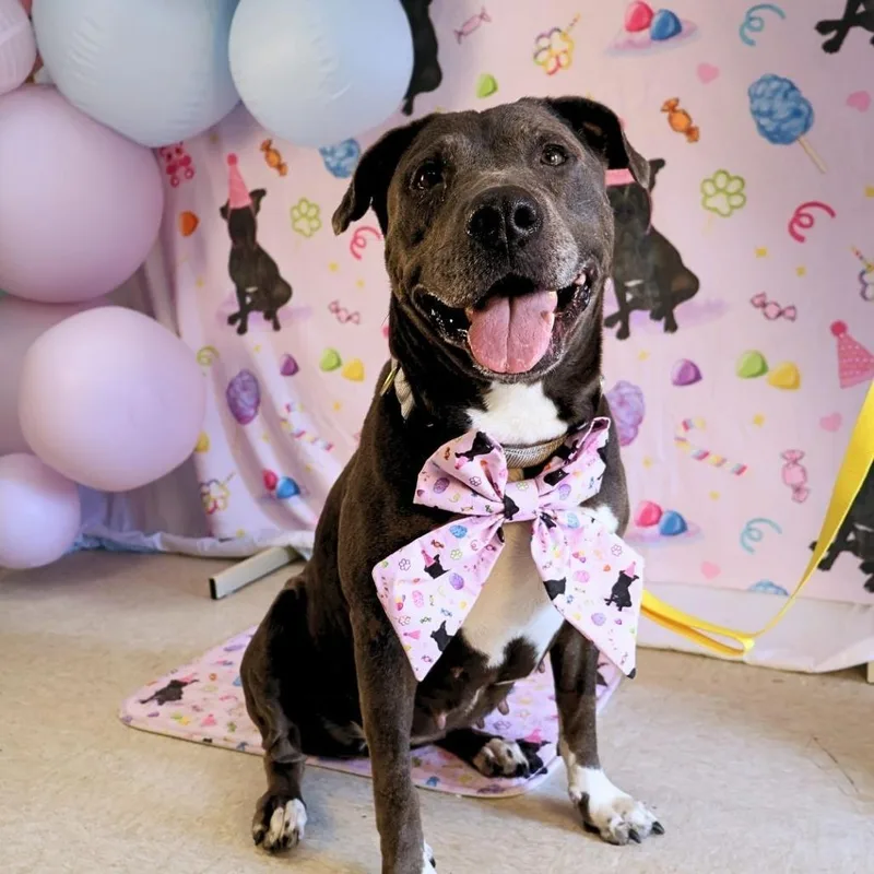 An adult large-sized female Gray / Blue / Silver Pit Bull Terrier dog named Kiki for adoption in Austin, TX