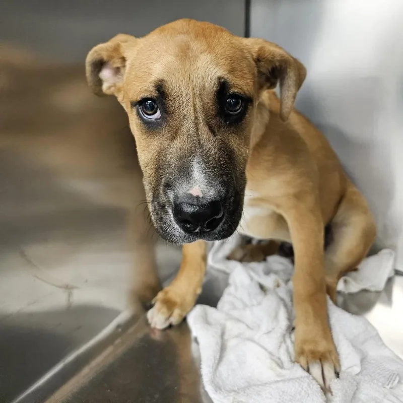 A baby large-sized male Brown / Chocolate Mixed Breed dog named Squibble for adoption in Martinsville, VA