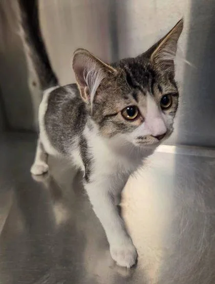 A baby small-sized male Domestic Short Hair cat named Harry for adoption in Fresno, CA