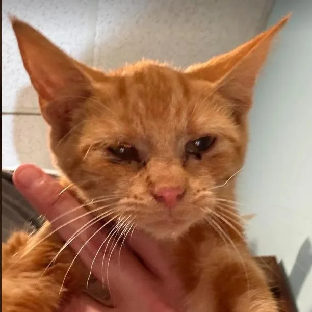 A baby small-sized female Domestic Short Hair cat named Flynn C for adoption in Lebanon, TN