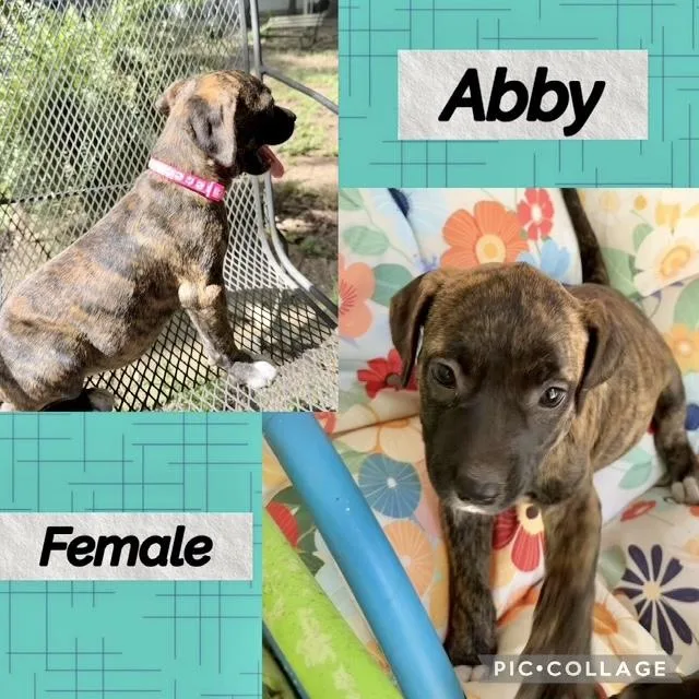 A baby medium-sized female Hound dog named Abby for adoption in Manchester, CT