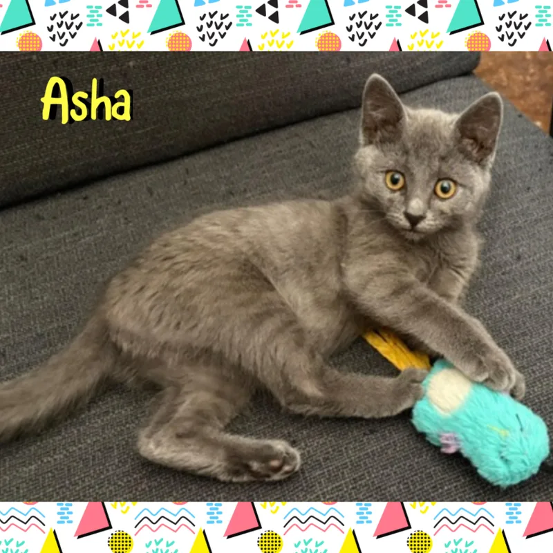 Asha