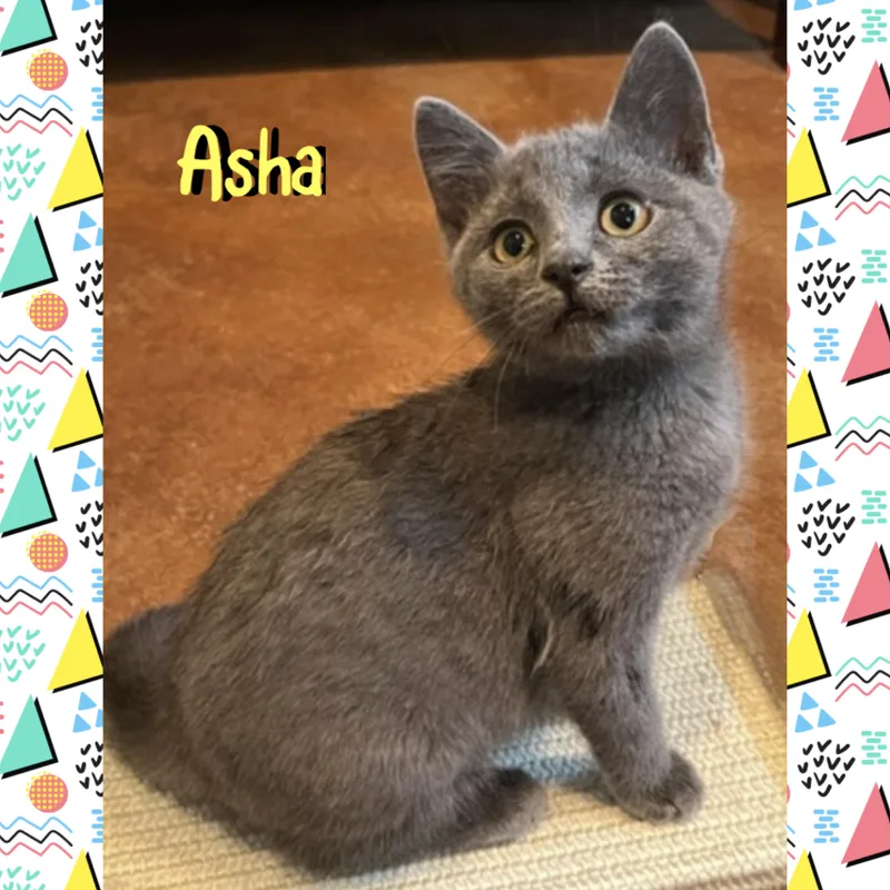 Asha thumbnail 2