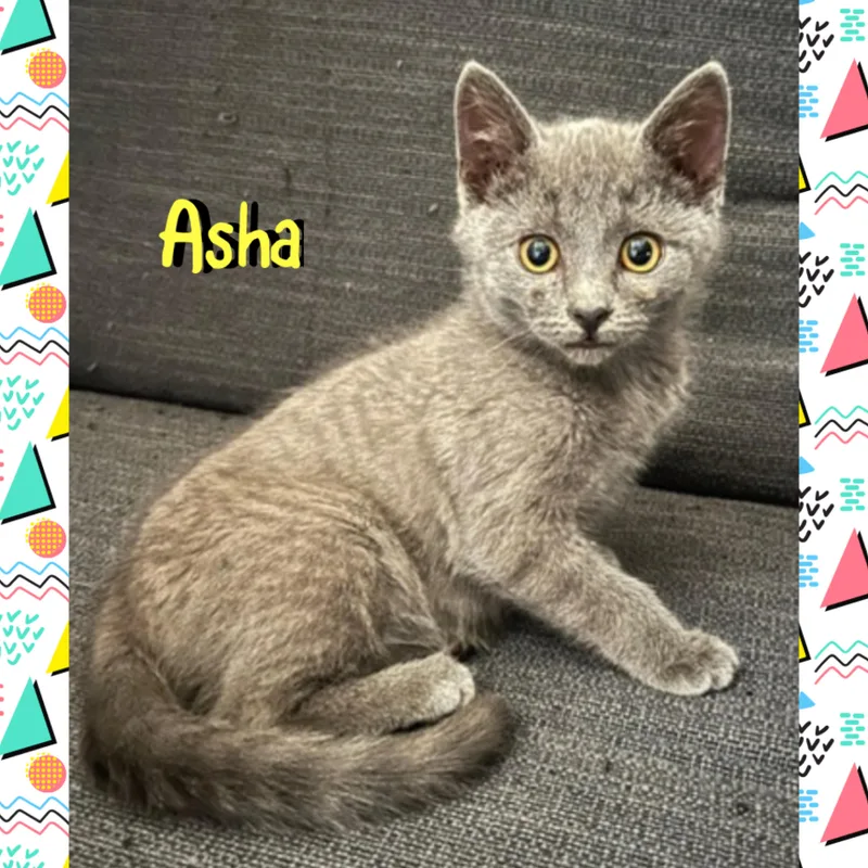 Asha thumbnail 3