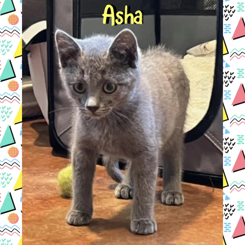 Asha thumbnail 4
