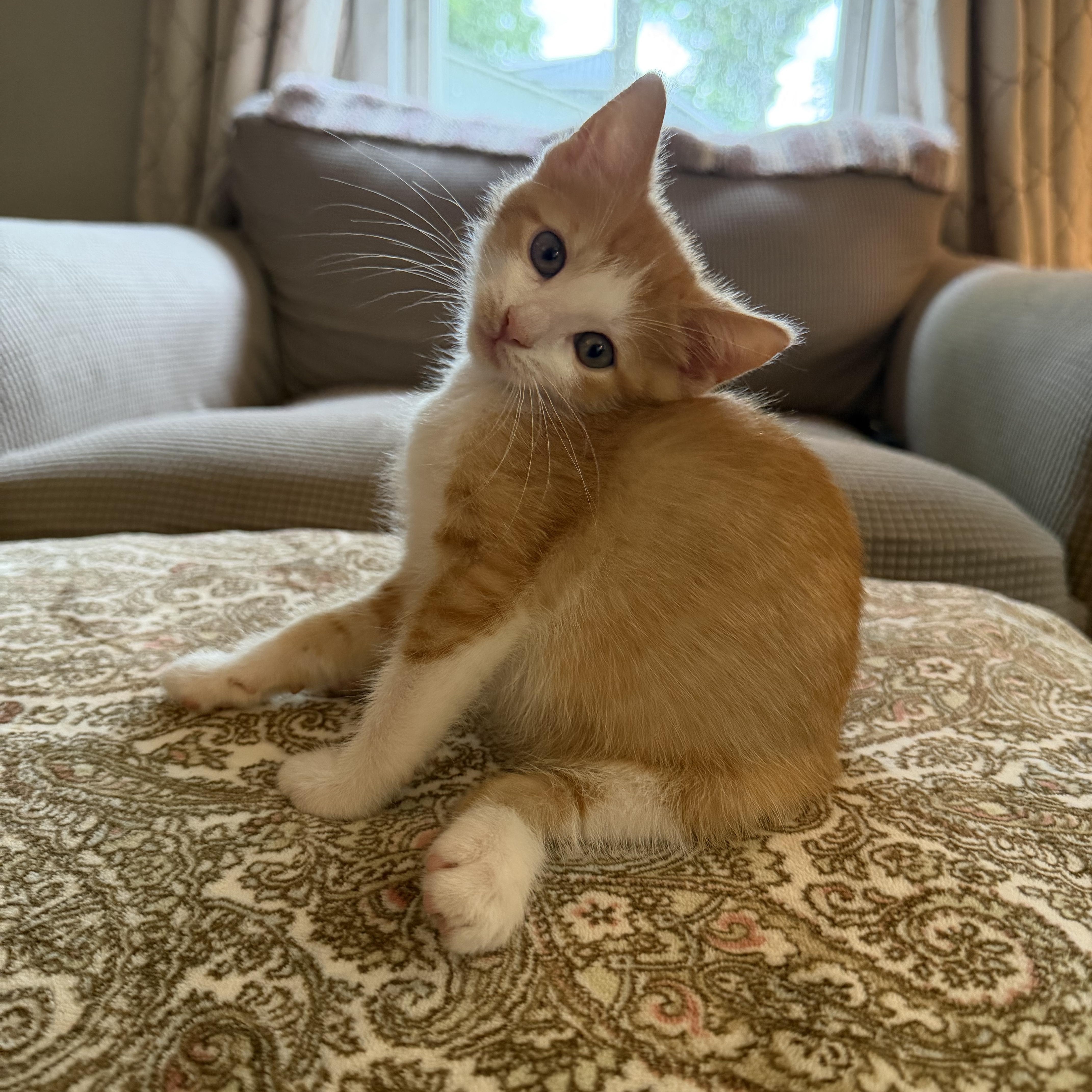 A baby small-sized male Domestic Short Hair cat named Fajita for adoption in Lacona, NY