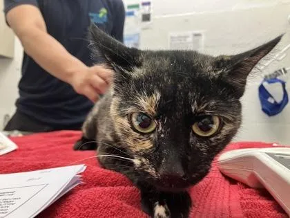An adult medium-sized female Domestic Short Hair cat named Barbara for adoption in Seattle, WA