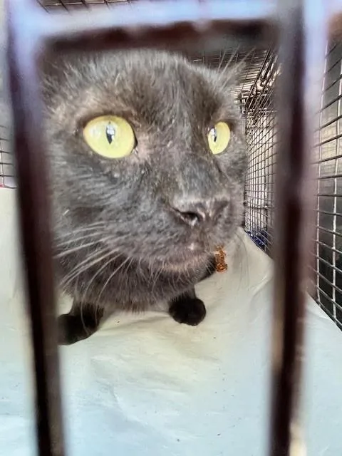 A young large-sized male Domestic Short Hair cat named Pantera for adoption in Miami, FL