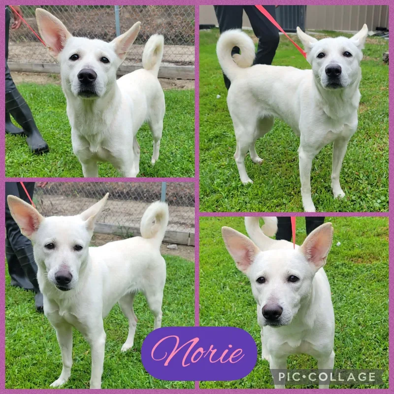 An adult medium-sized female White / Cream Shepherd dog named Norie for adoption in Ringwood, NJ