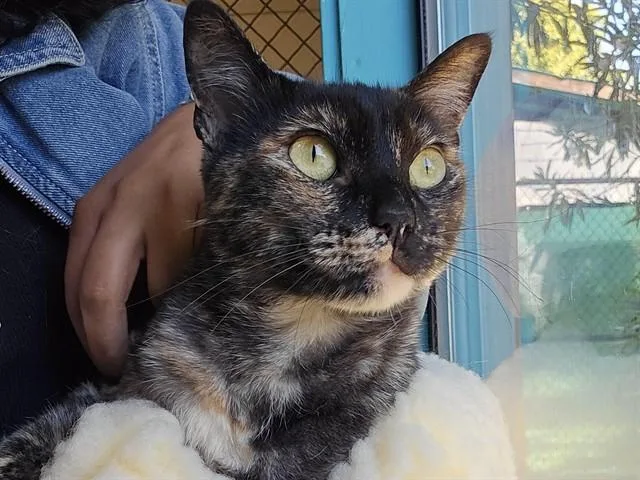 A young small-sized female Domestic Short Hair cat named Fiona for adoption in Palo Alto, CA