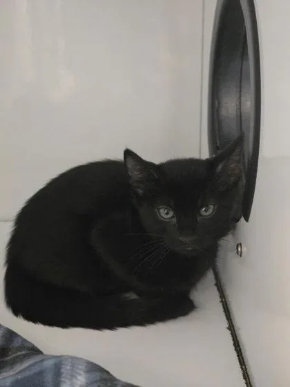 A baby small-sized female Domestic Short Hair cat named Brick Layer for adoption in Roseville, CA