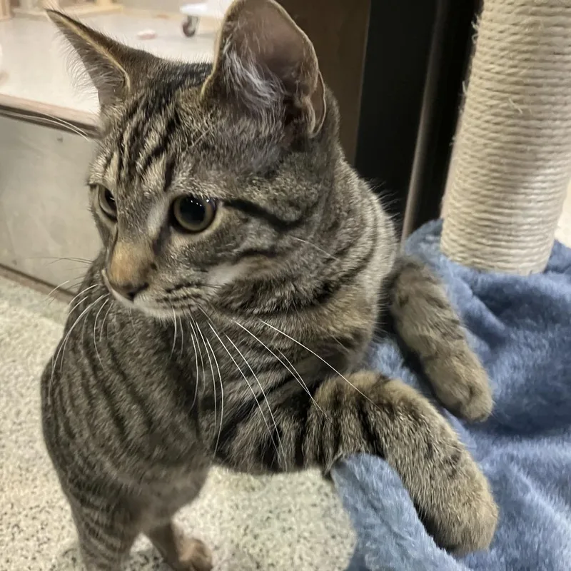 A young medium-sized male Brown / Chocolate Domestic Short Hair cat named Beau for adoption in Oak Park, IL