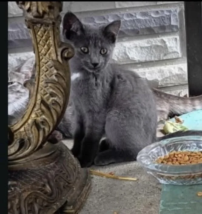 A young medium-sized male Gray / Blue / Silver Domestic Short Hair cat named Colonel for adoption in Grand Rapids, MI