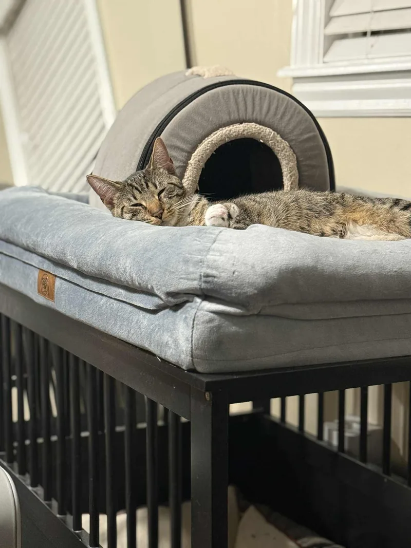 Or Group Tony [litter