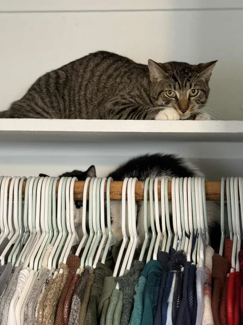 Or Group Tony [litter thumbnail 2