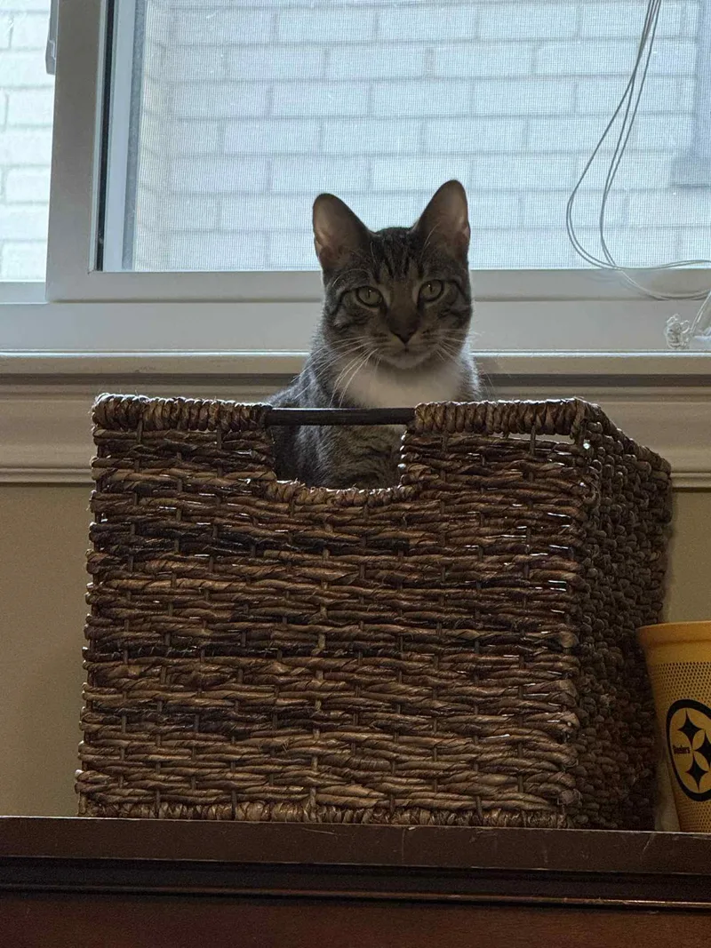 Or Group Tony [litter thumbnail 3