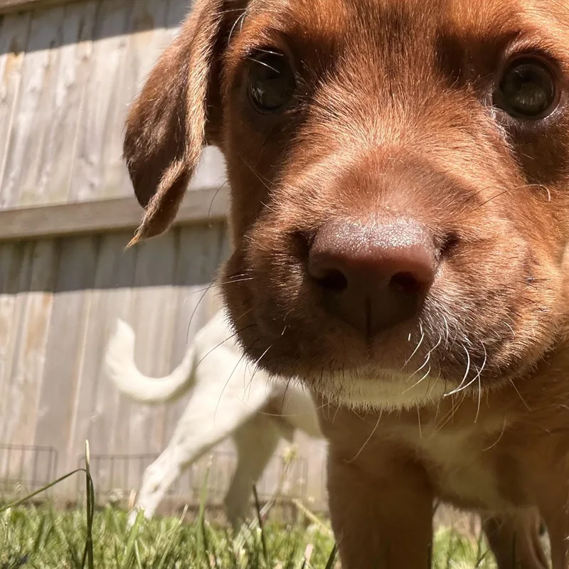 A young medium-sized male Beagle dog named Zeus for adoption in Byron, IL