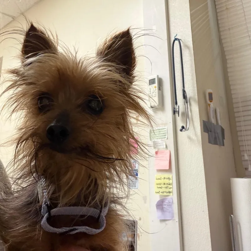 A senior small-sized female Yorkshire Terrier dog named Susie Q for adoption in Pekin, IL