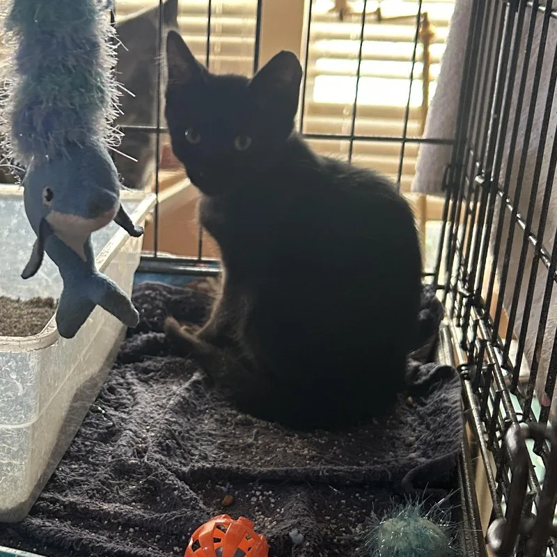 A baby small-sized male Black Domestic Short Hair cat named Eddie for adoption in League City, TX