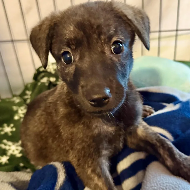 A baby medium-sized female Brindle Mixed Breed dog named Serenity for adoption in Tunica, MS