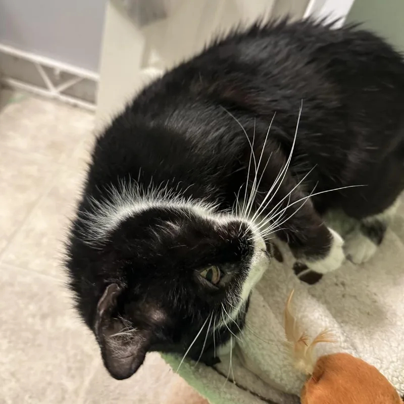 A senior large-sized male Black Domestic Short Hair cat named Bandit for adoption in Birdsboro, PA