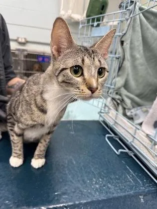 An adult large-sized female Domestic Short Hair cat named Nickle for adoption in Gainesville, FL