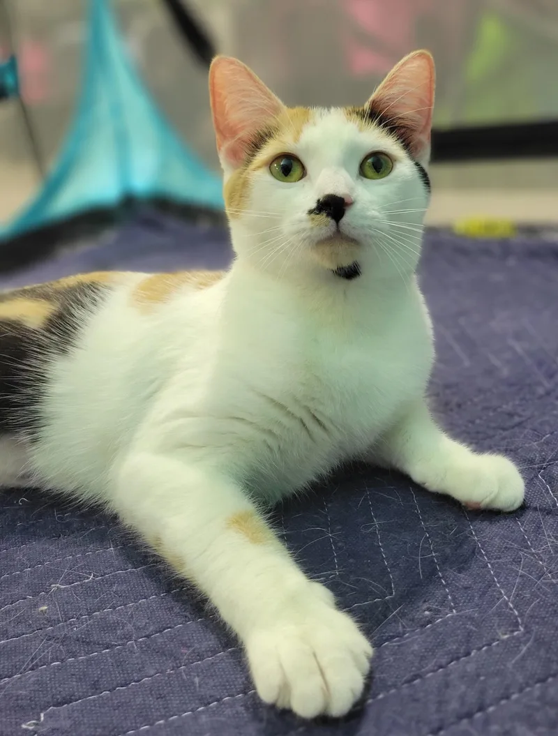 A baby medium-sized female Calico cat named Seney for adoption in Swartz Creek, MI