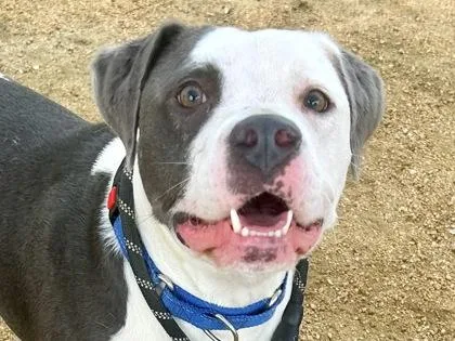 Rufus