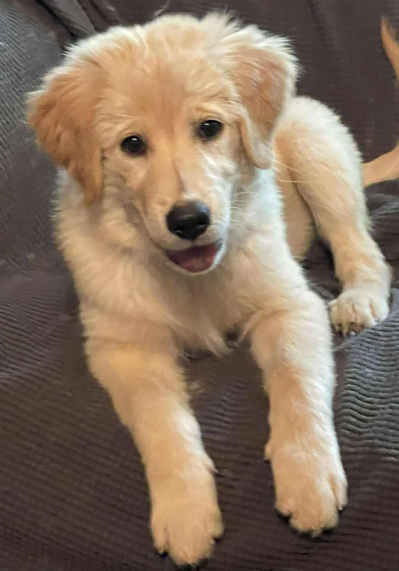 A baby large-sized female Golden Retriever dog named Red Riding Hood for adoption in Kiowa, OK