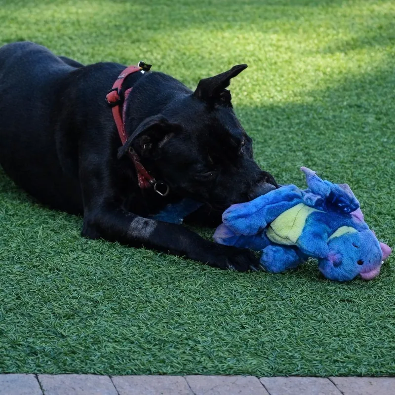 Jazzie