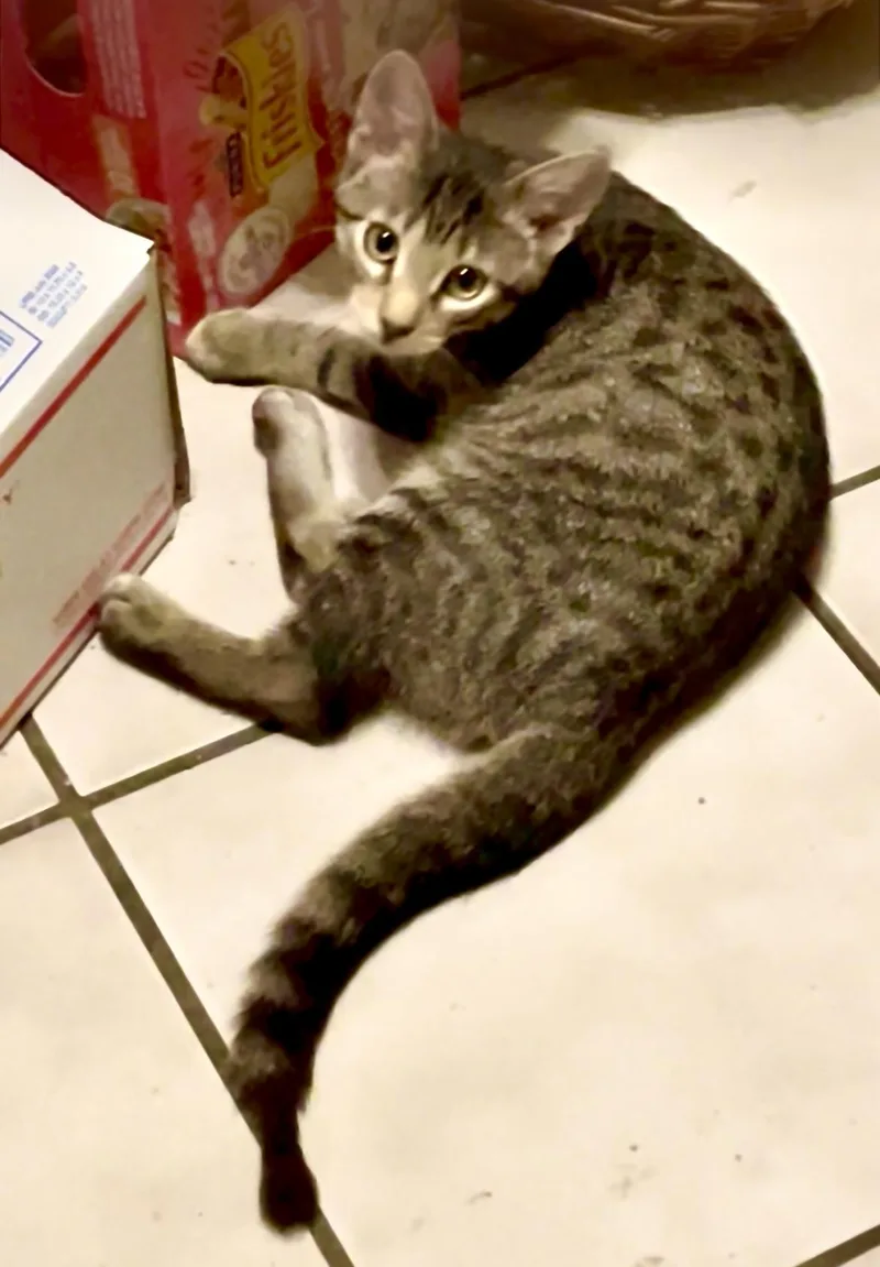 A baby medium-sized male Domestic Short Hair cat named Arvee for adoption in Crown Point, IN