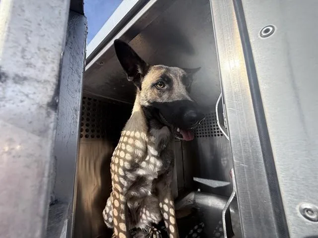An adult large-sized female Belgian Shepherd / Malinois dog named Valentine for adoption in Phoenix, AZ