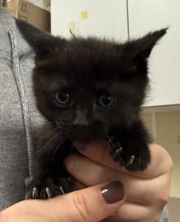 A baby small-sized female Domestic Long Hair cat named Kale for adoption in Salisbury, MD
