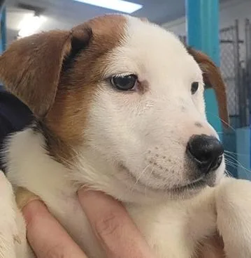 A young medium-sized female White / Cream Rottweiler dog named Freiza for adoption in Flagstaff, AZ