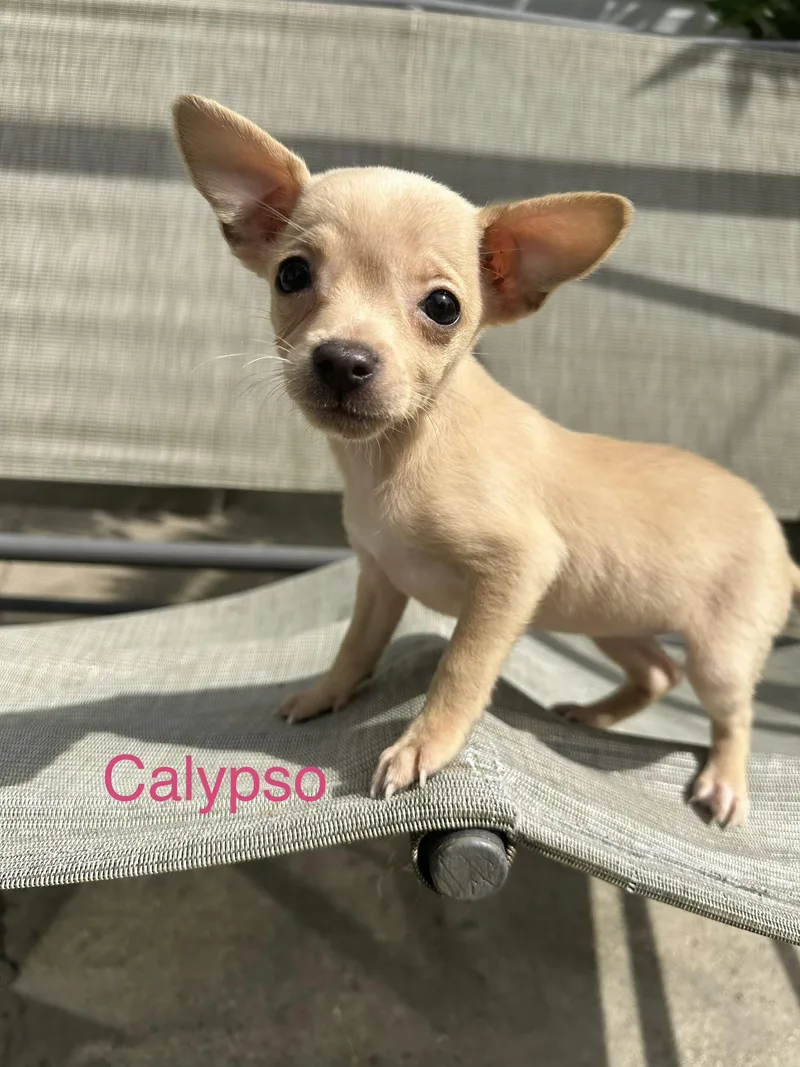 Calypso thumbnail 3