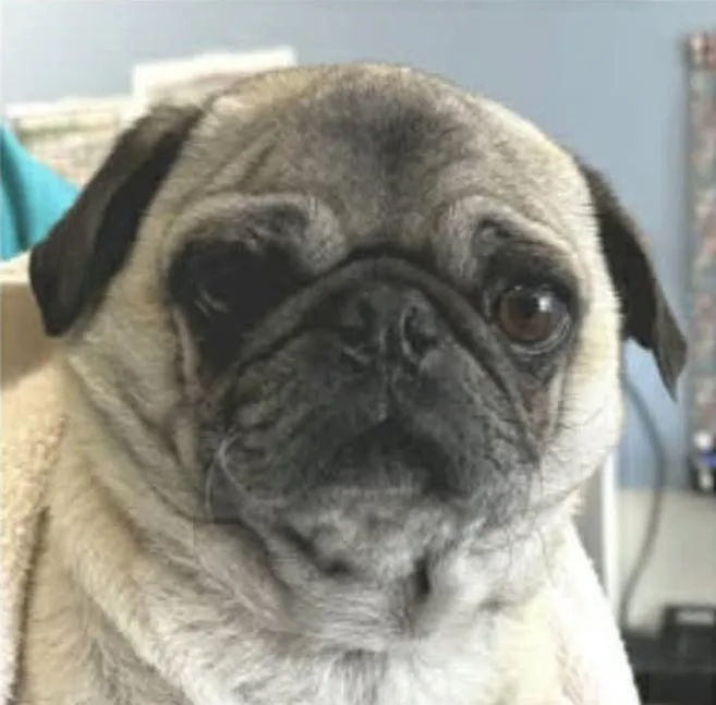 An adult small-sized male Pug dog named Chubbs In Tx for adoption in Cranston, RI