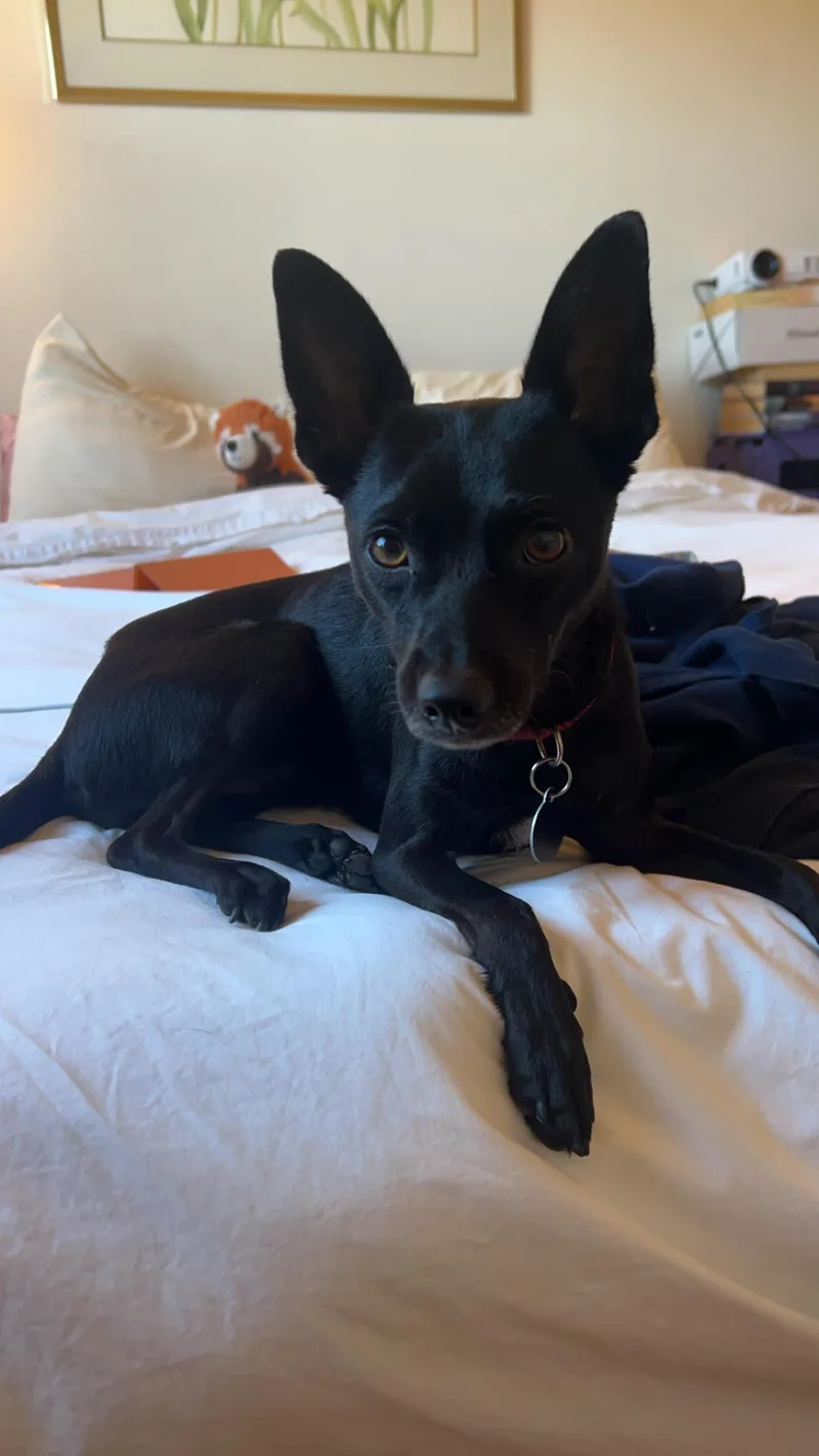 Chester